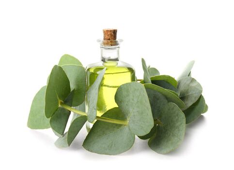 Huile d'eucalyptus dans le cadre de la crème ZXCVBNMQWert